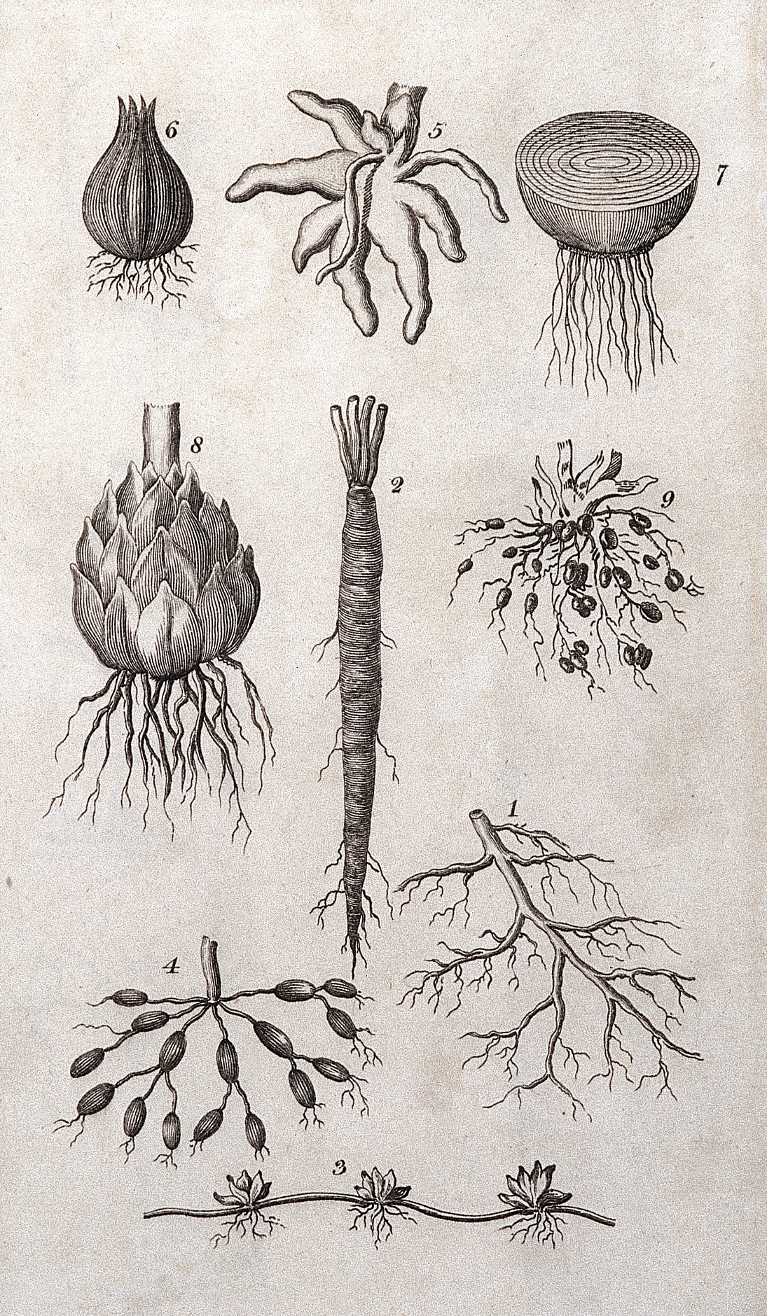 A General System of Nature through the ... Wellcome L0025782