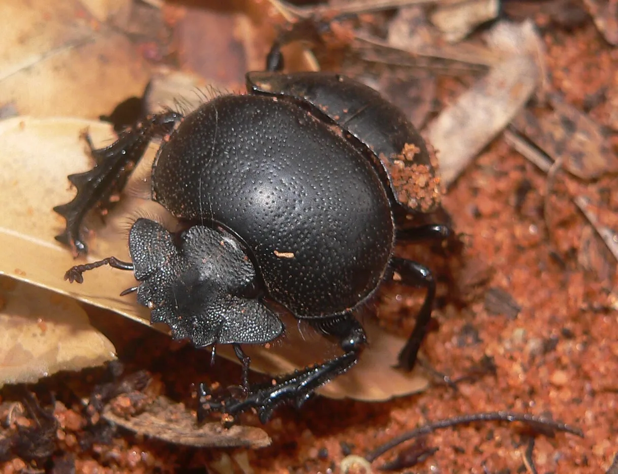 Rolling Beetle Tribe