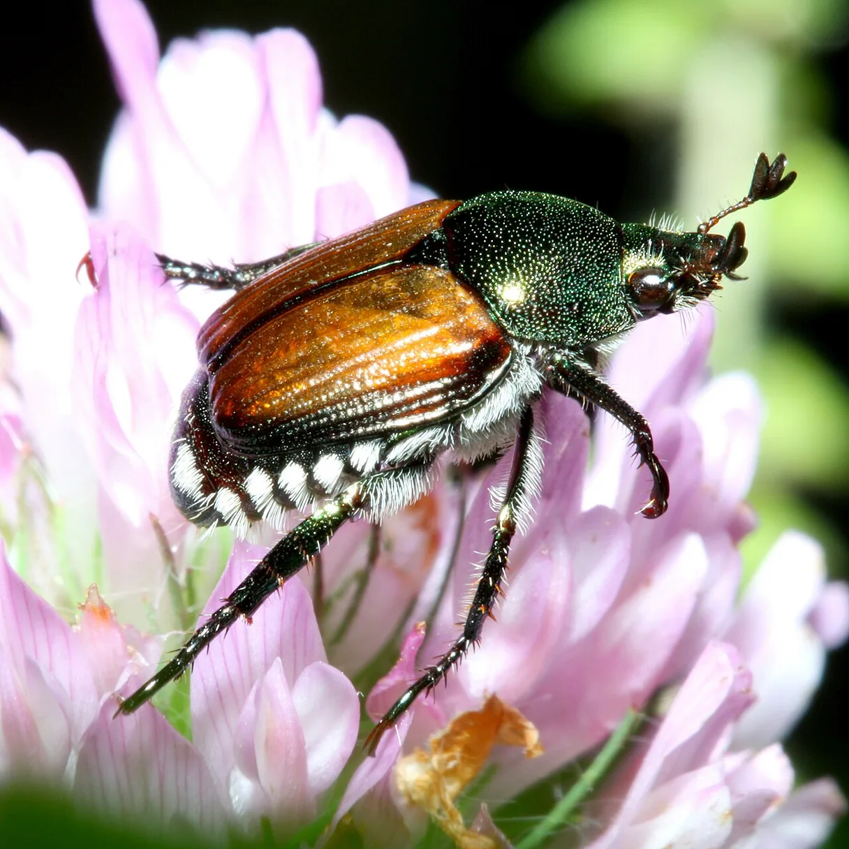 Digging Beetle
