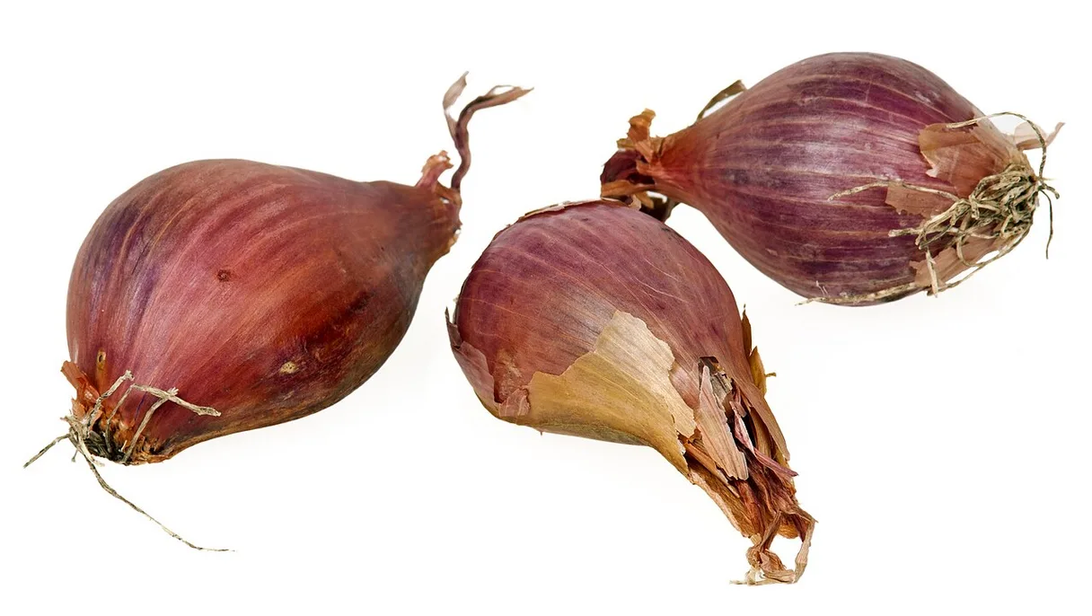 Bulb Sprouting