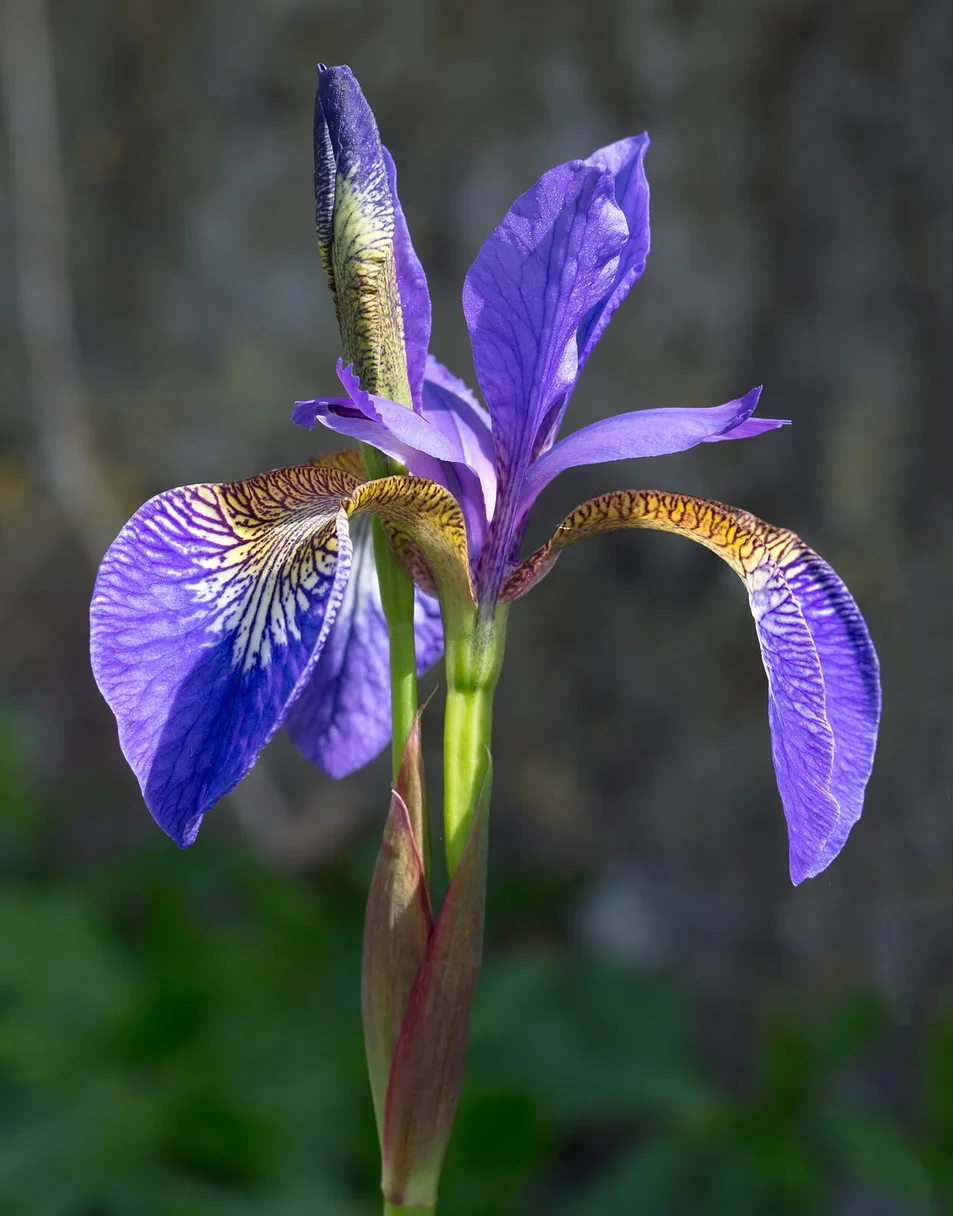 Bulbous Bog