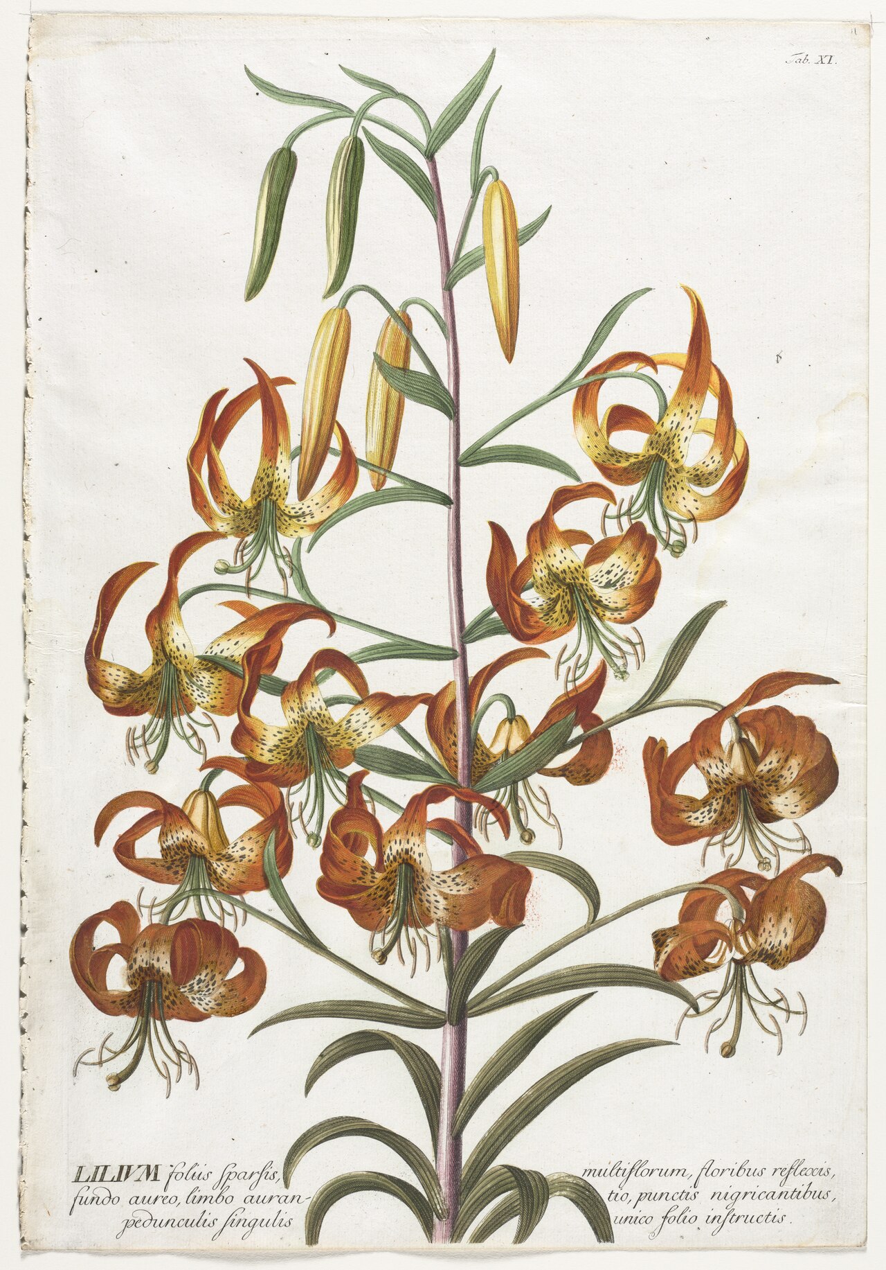 Georg Dionysius Ehret - Plantae Selectae- No. 11 - Lily - 1955.332 - Cleveland Museum of Art