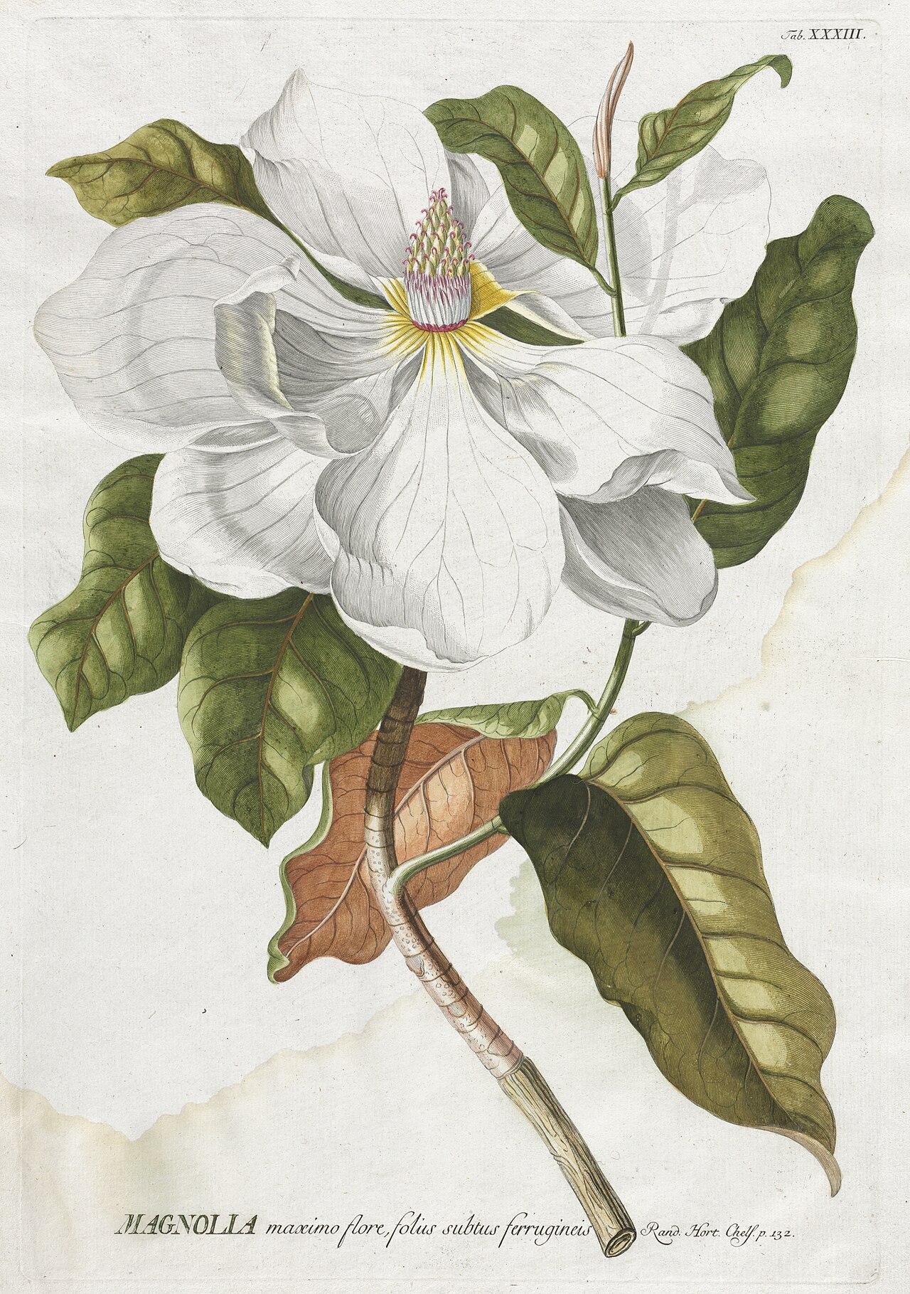 Georg Dionysius Ehret - Plantae Selectae- No. 33 - Magnolia - 1955.333 - Cleveland Museum of Art