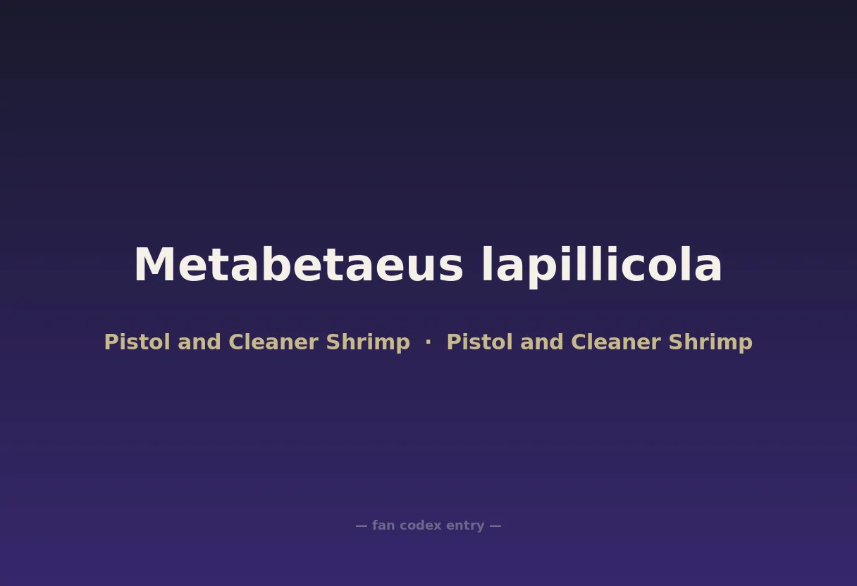 Metabetaeus lapillicola