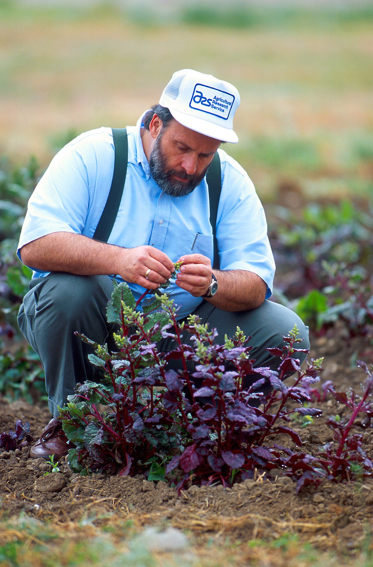 Inspecting sugar beet plants