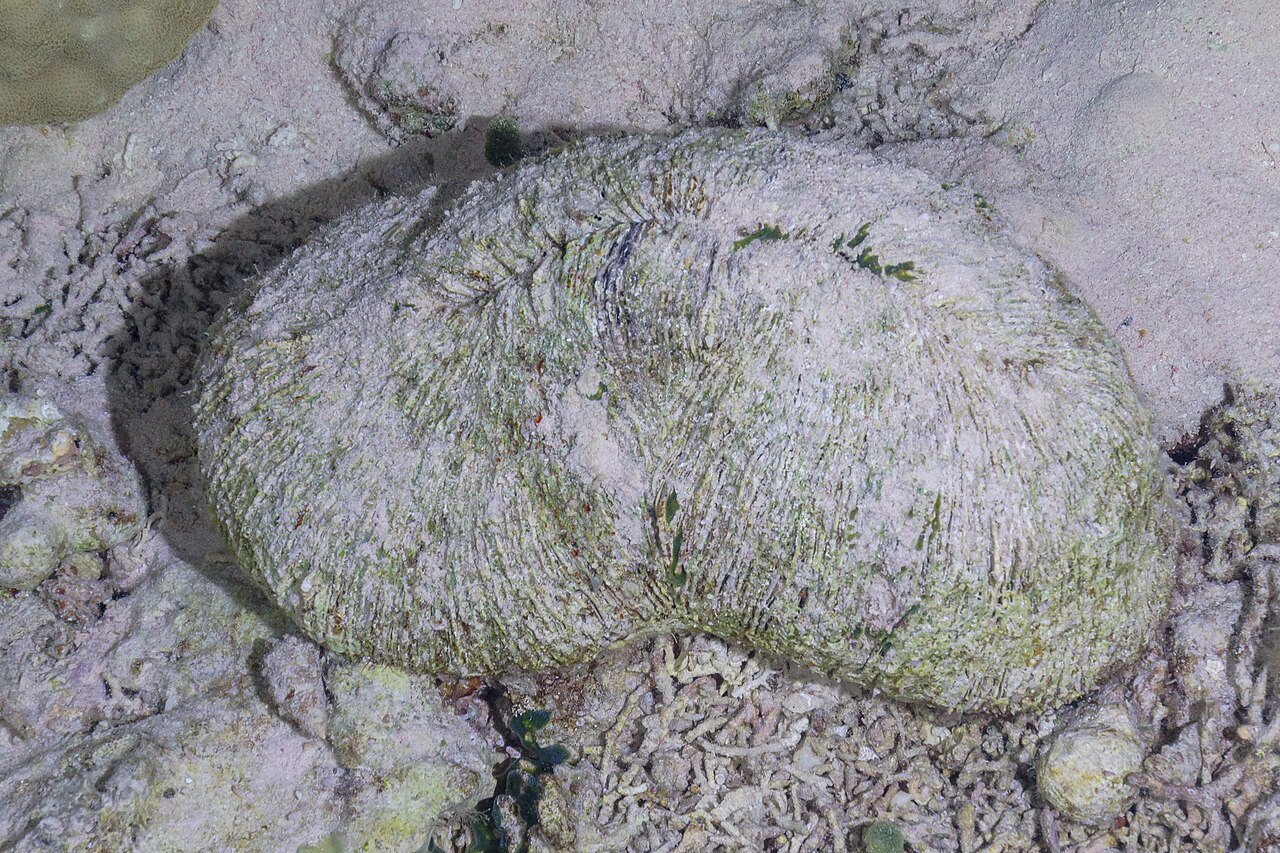 Ctenactis echinata