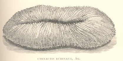 Ctenactis echinata