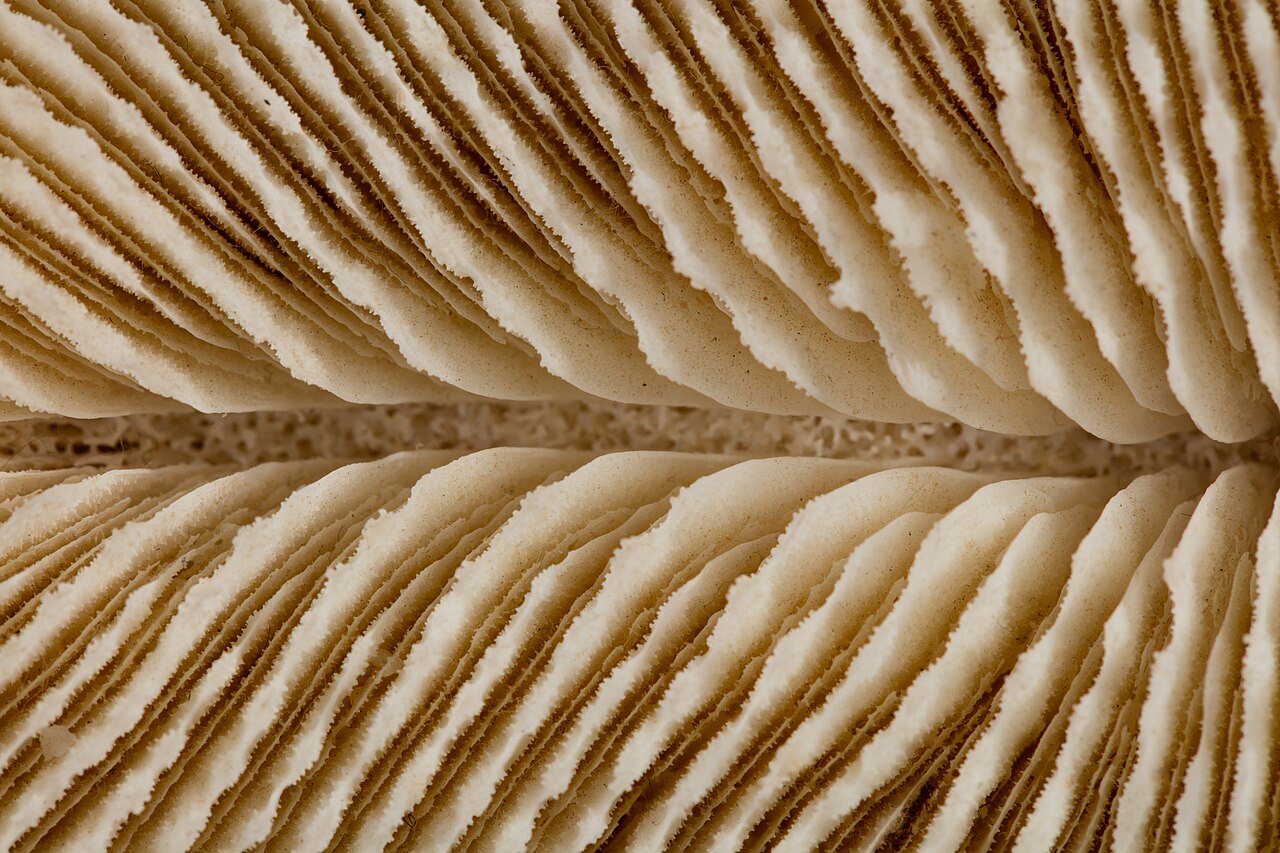 Ctenactis echinata