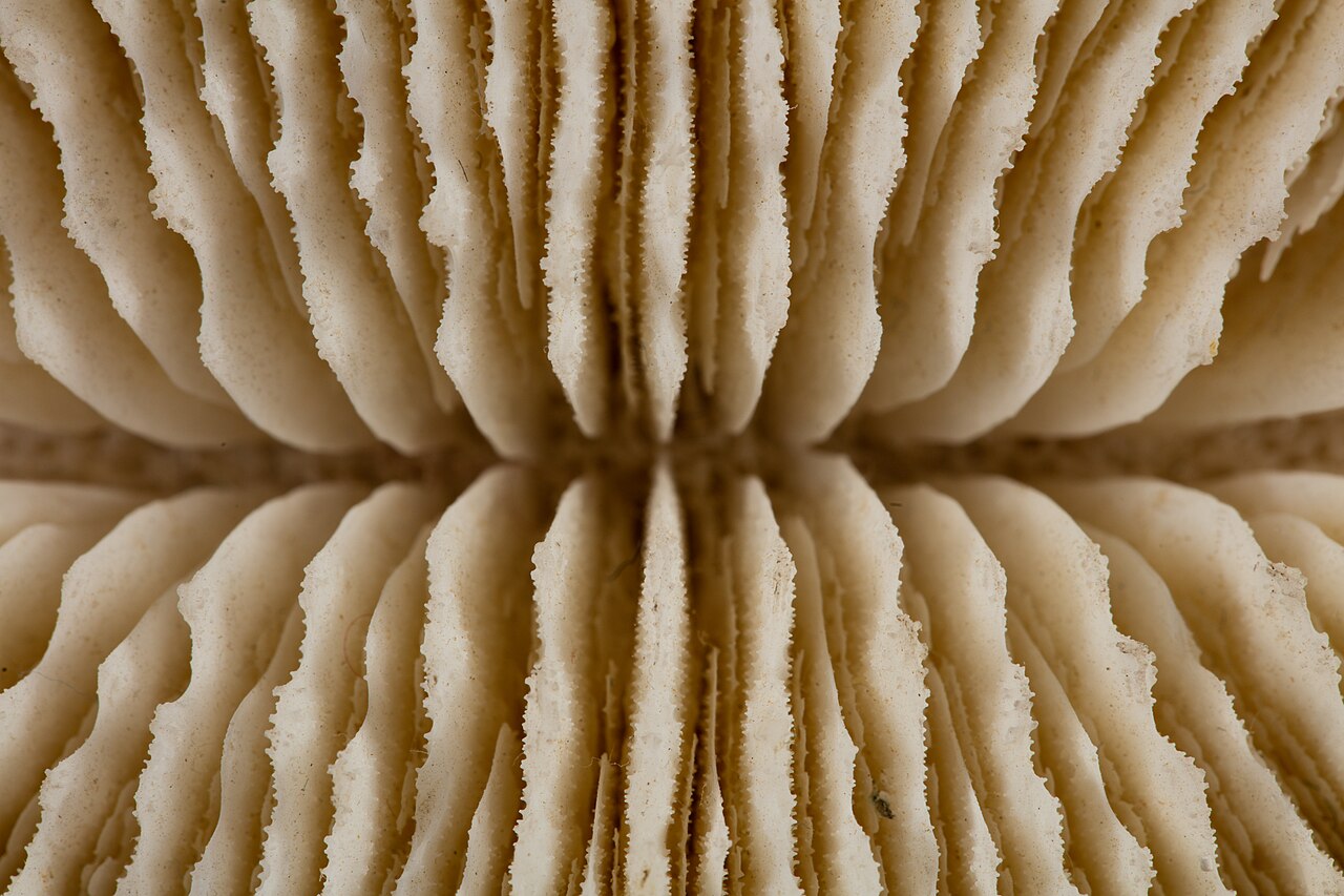 Ctenactis echinata