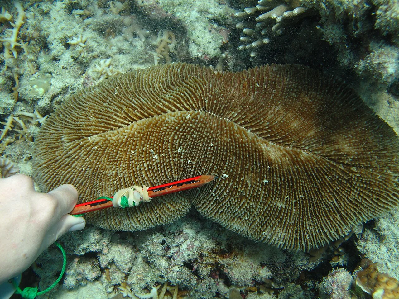 Ctenactis echinata