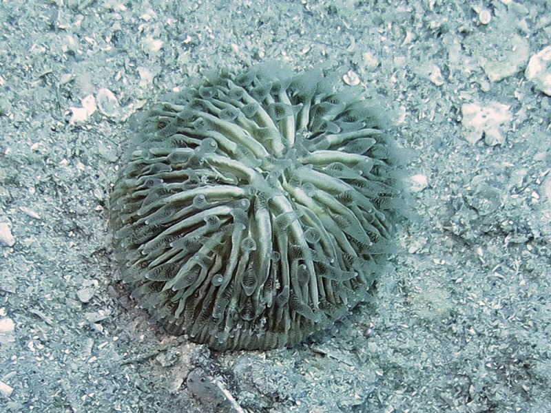 Cycloseris cyclolites