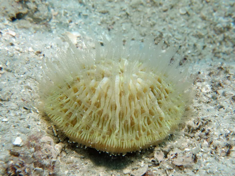 Cycloseris cyclolites