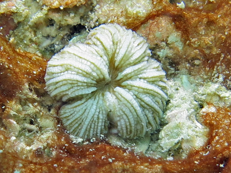 Cycloseris distorta