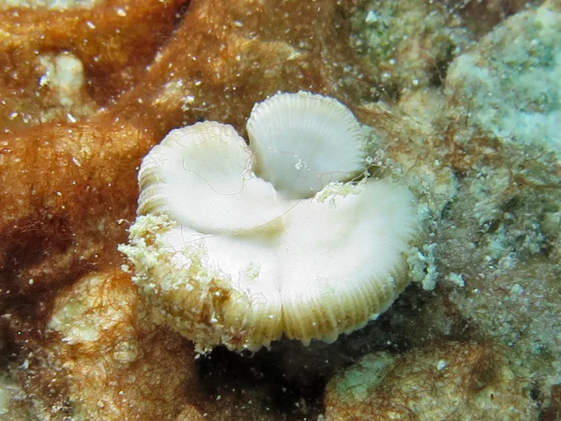 Cycloseris distorta