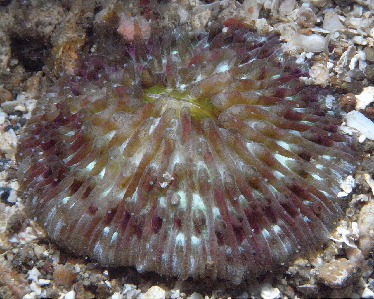Cycloseris