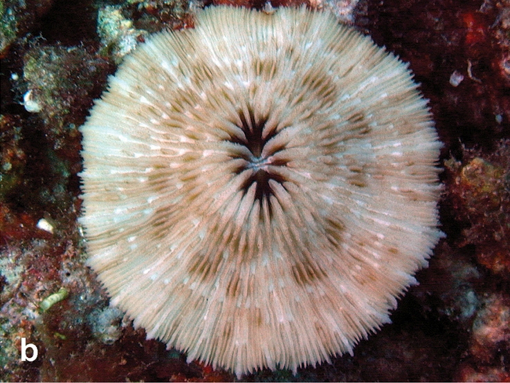 Cycloseris