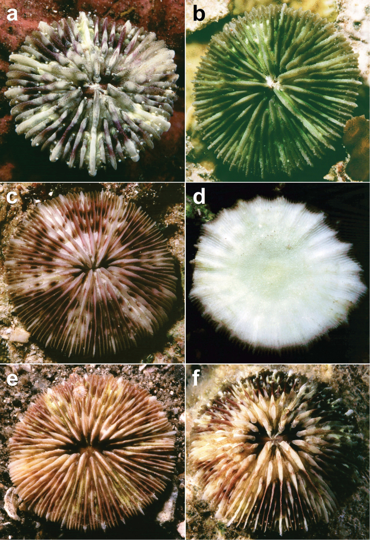 Cycloseris
