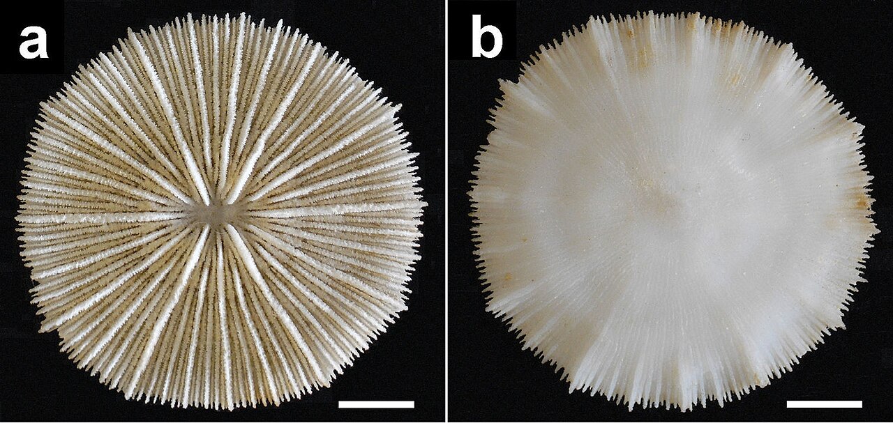 Cycloseris