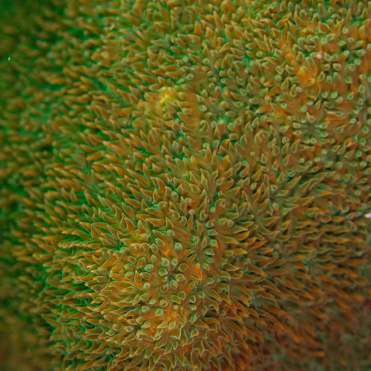 Cycloseris