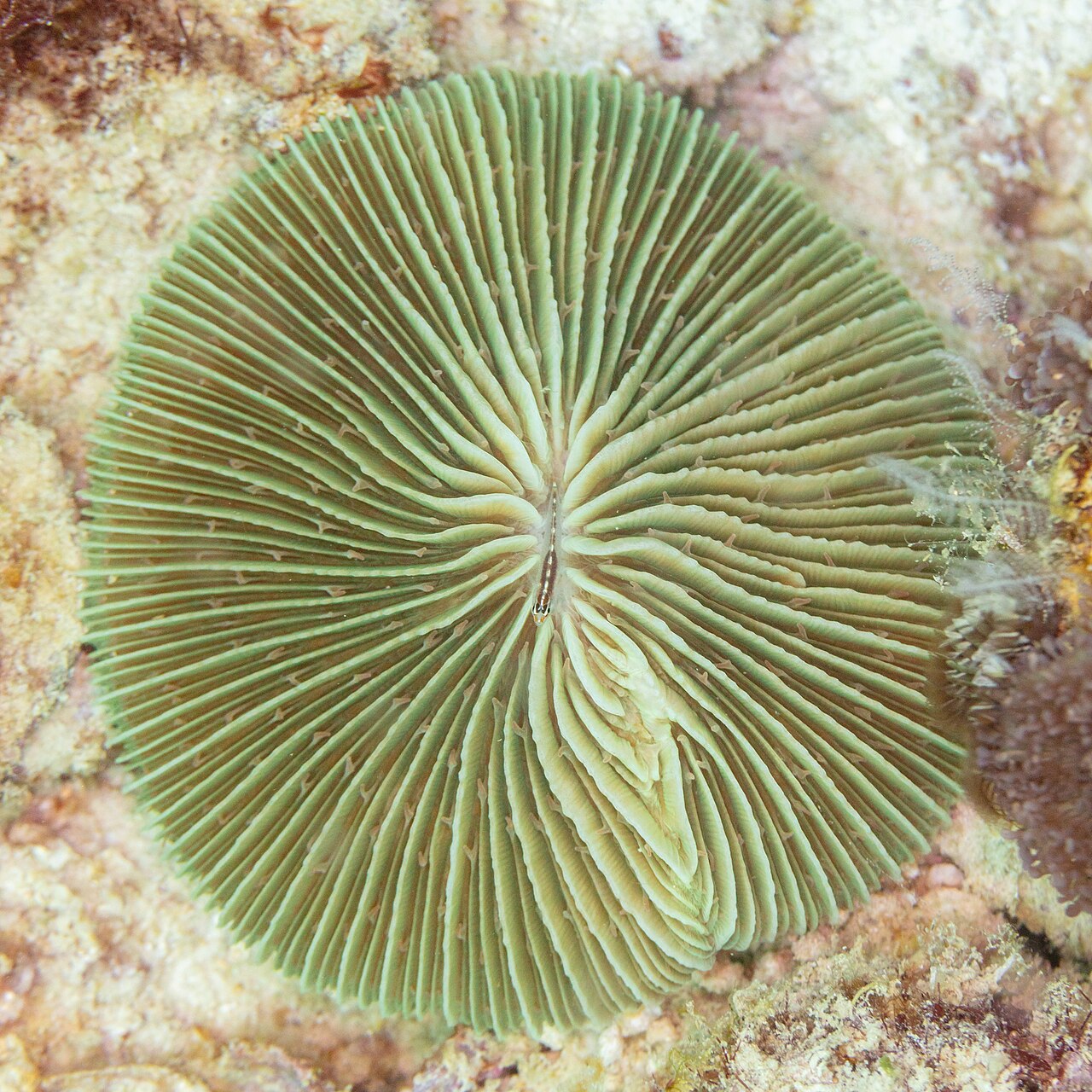 Danafungia scruposa