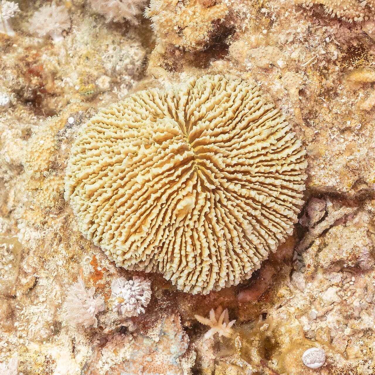 Danafungia scruposa
