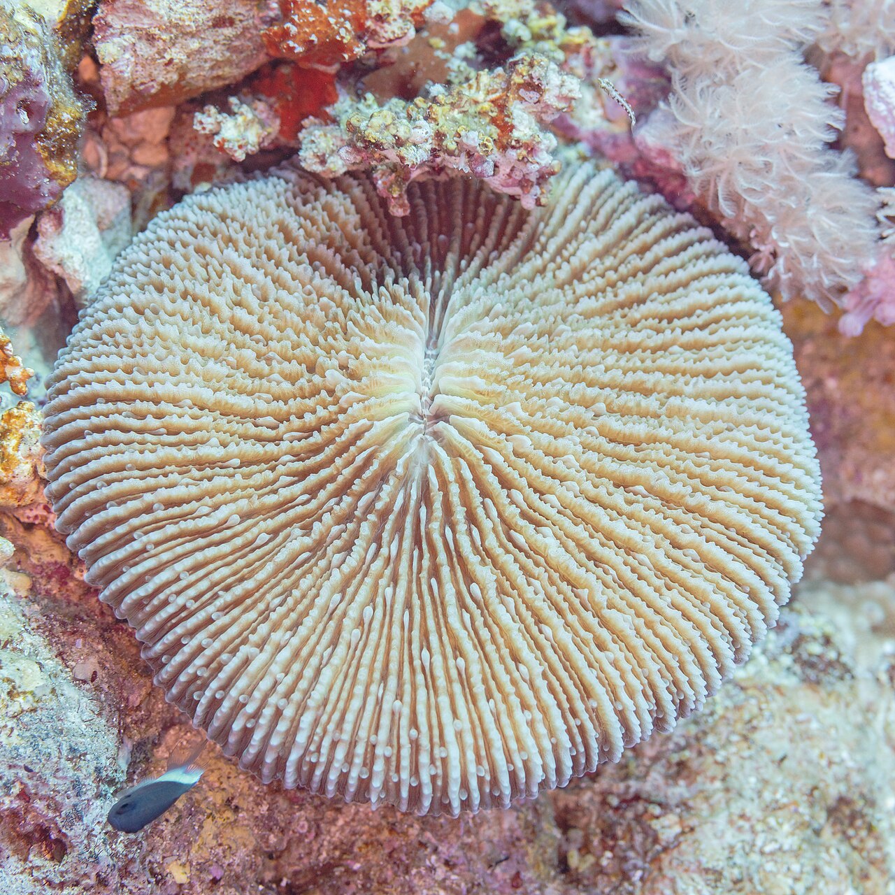 Danafungia scruposa