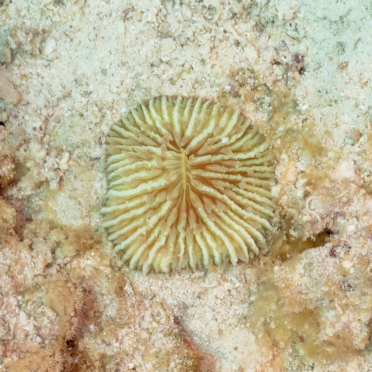 Danafungia scruposa