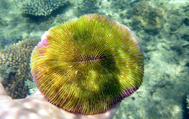 Danafungia scruposa