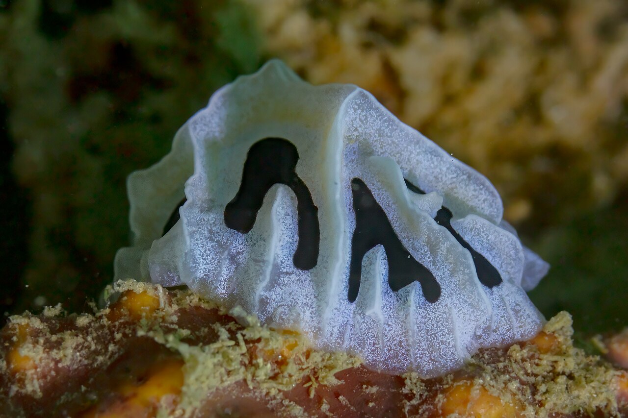 Fungia