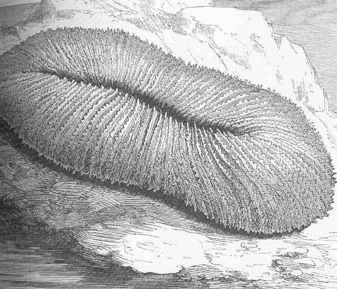 Fungia