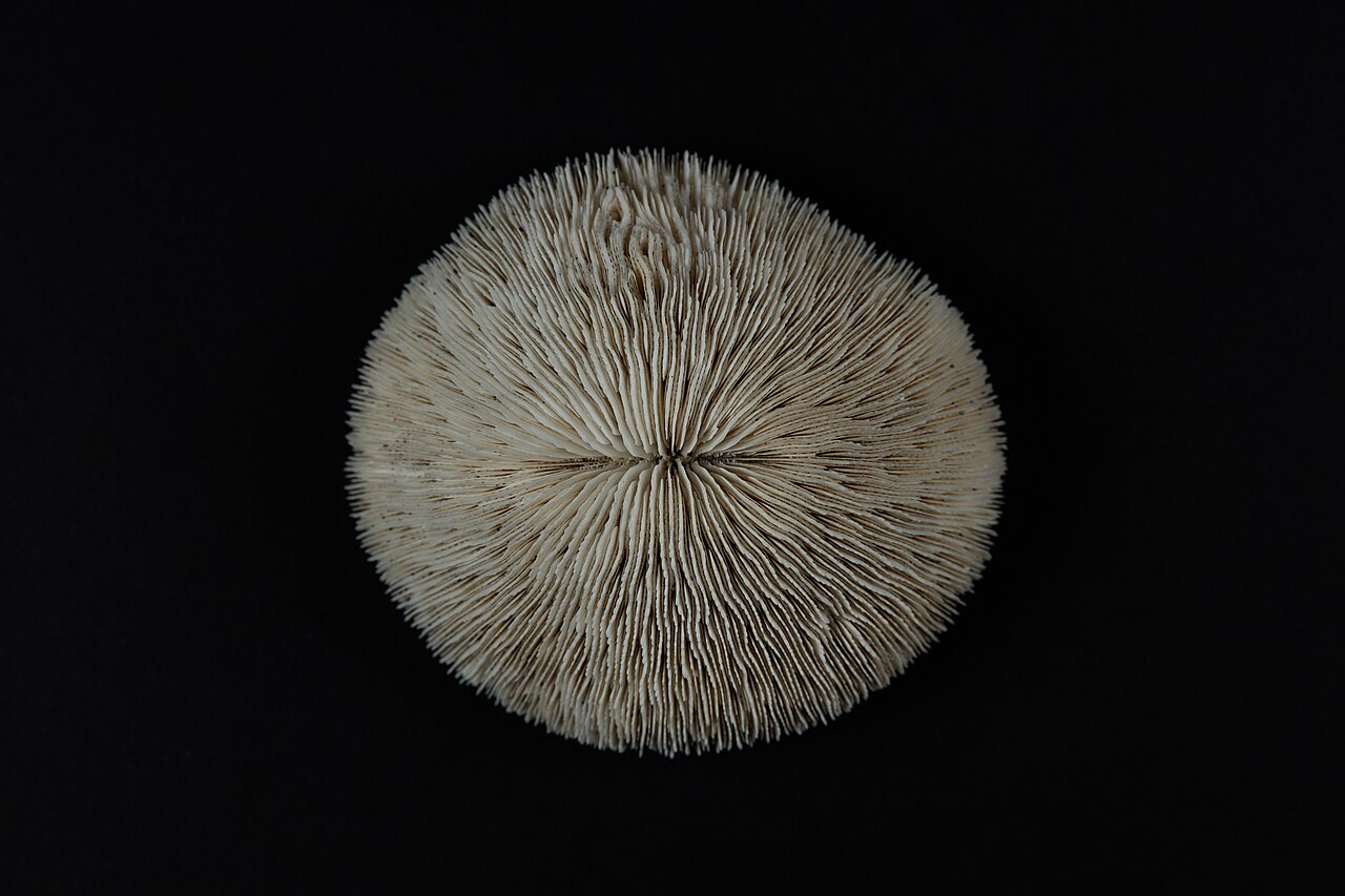 Fungia