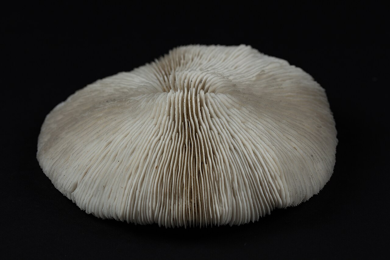 Fungia