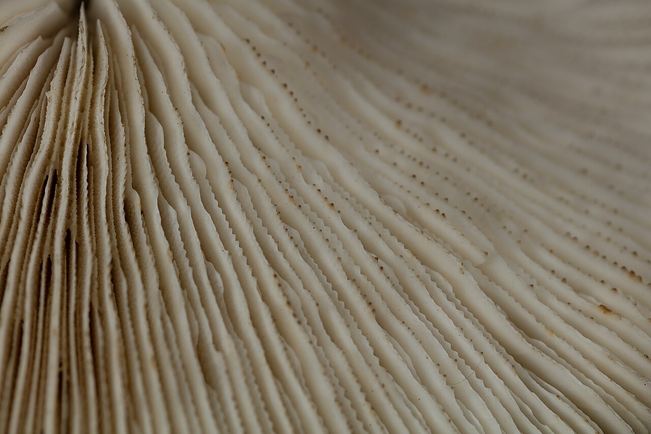 Fungia