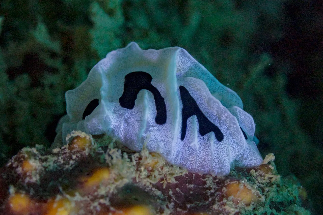 Fungia