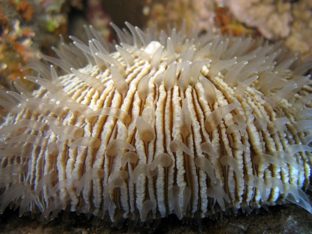 Fungiidae