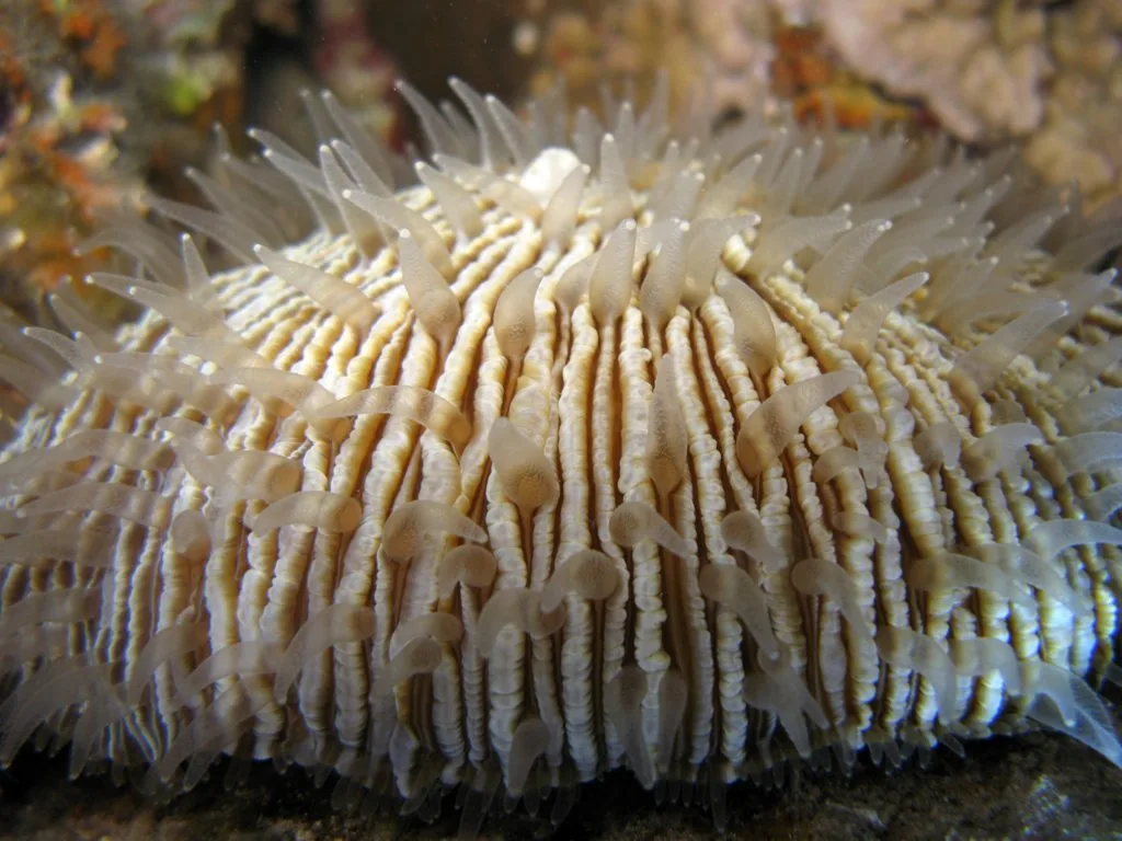 Fungiidae