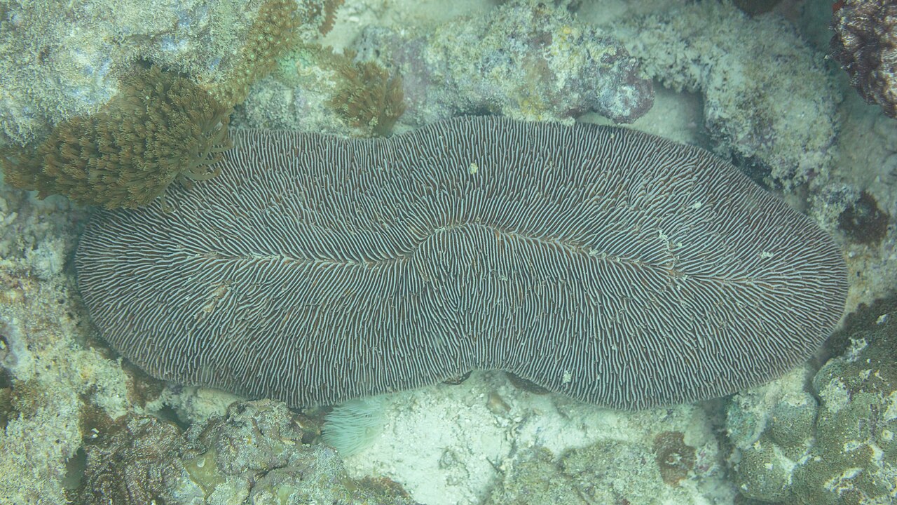 Herpolitha