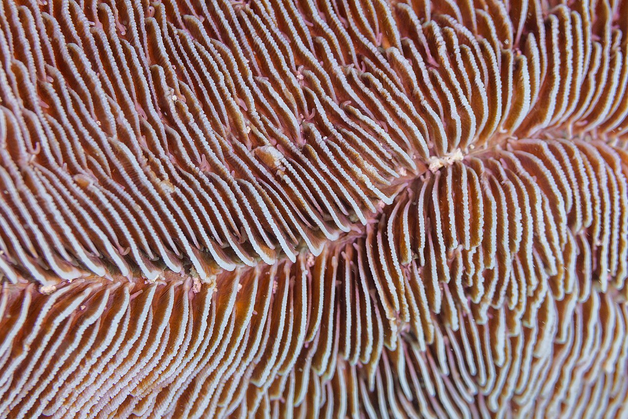 Herpolitha
