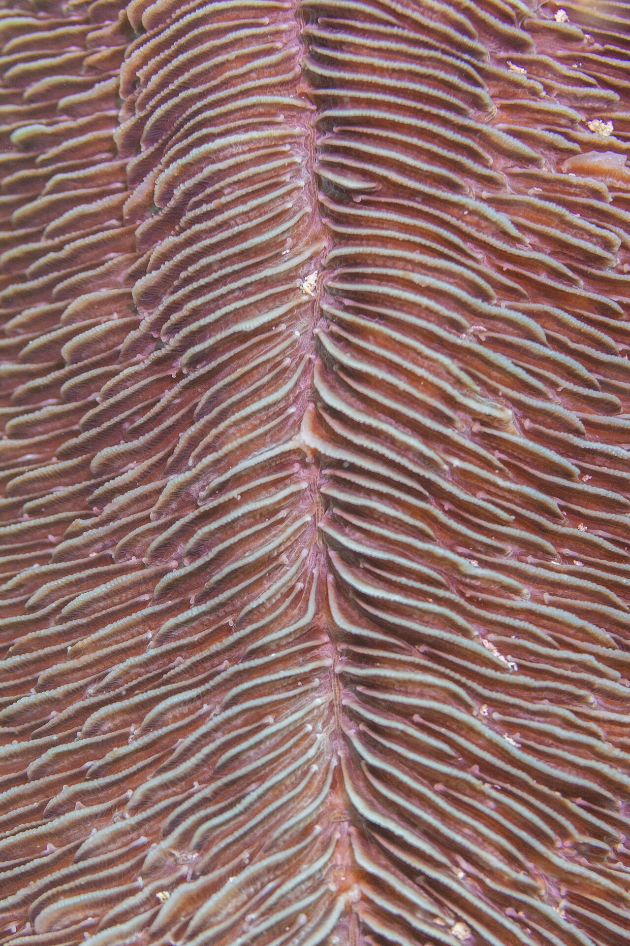 Herpolitha limax