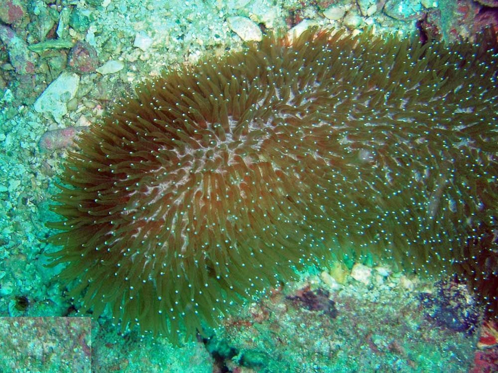 Herpolitha limax