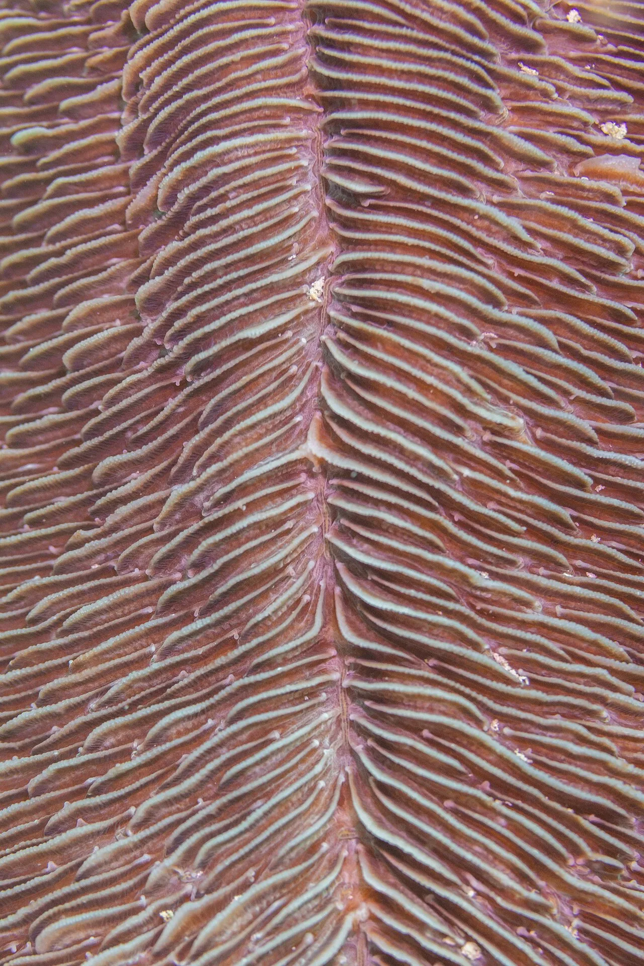 Herpolitha limax