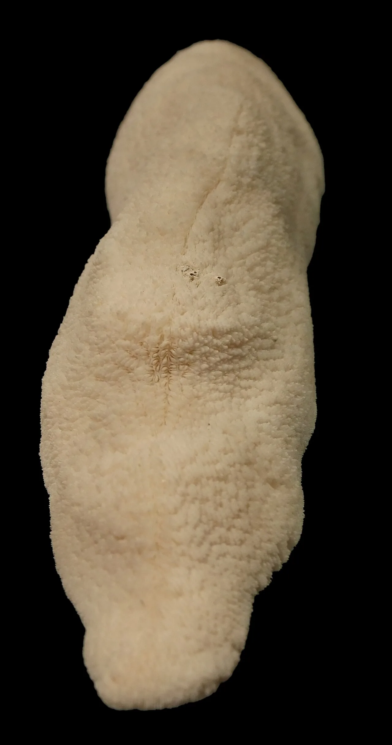 Herpolitha