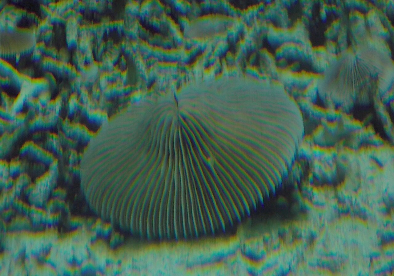 Lithophyllon repanda
