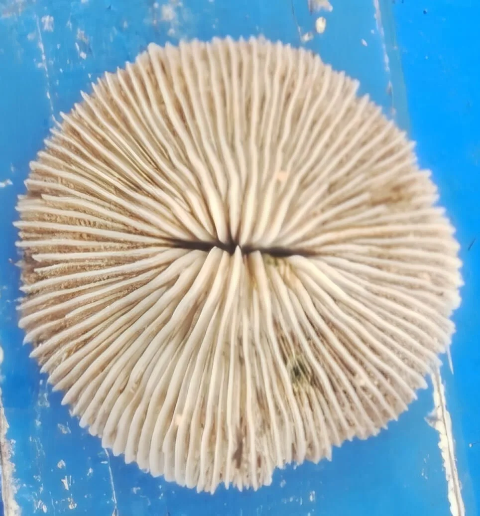 Lithophyllon repanda