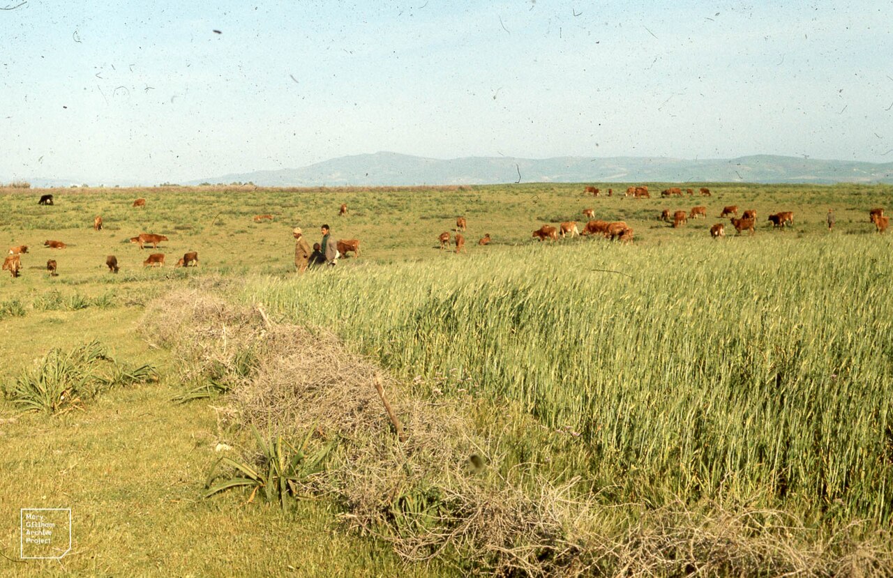 Atlantic Plain