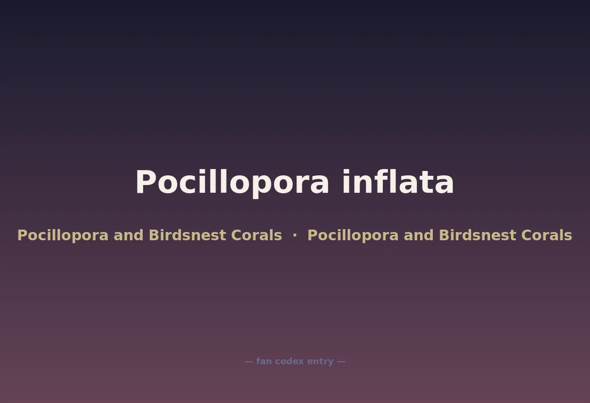 Pocillopora inflata