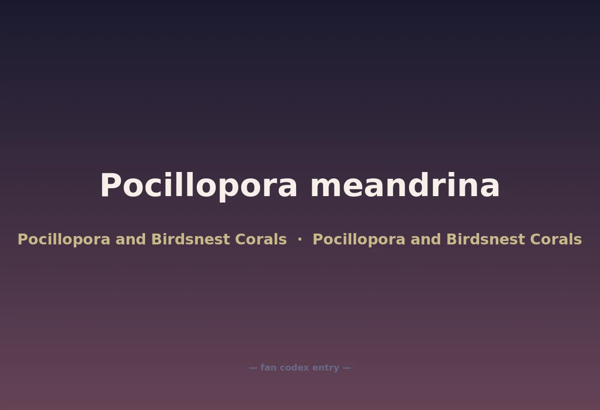Pocillopora meandrina