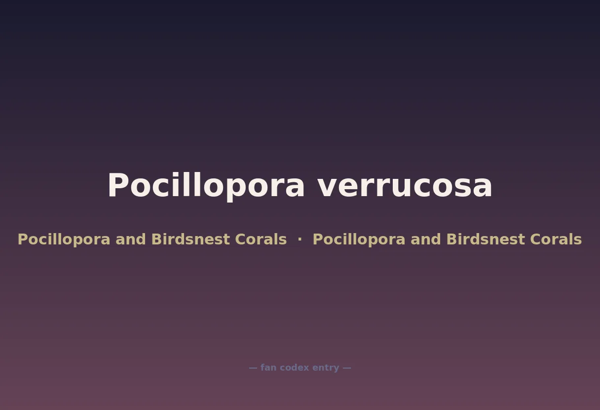 Pocillopora verrucosa