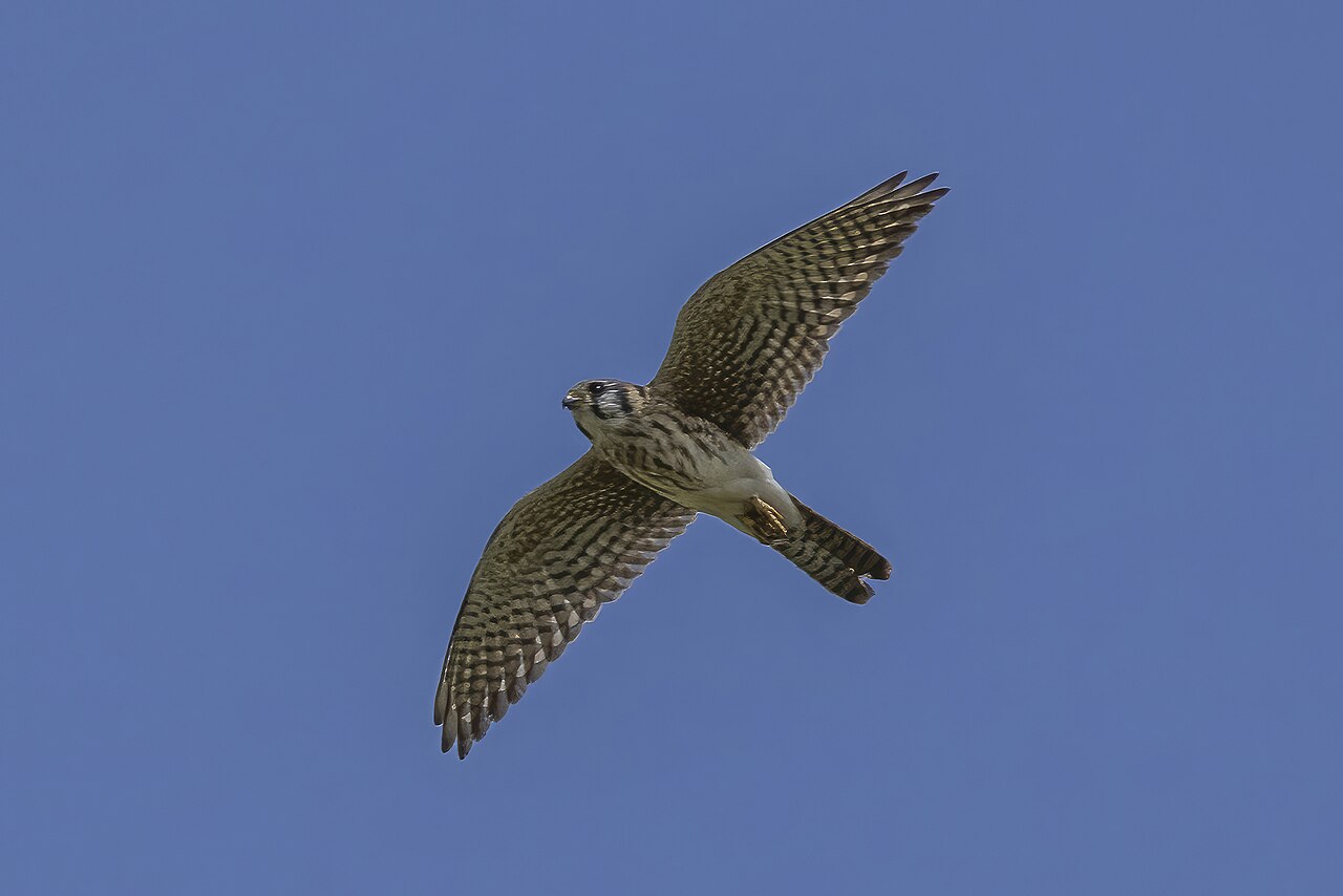 American kestrel (Falco sparverius tropicalis) female in flight Cayo
