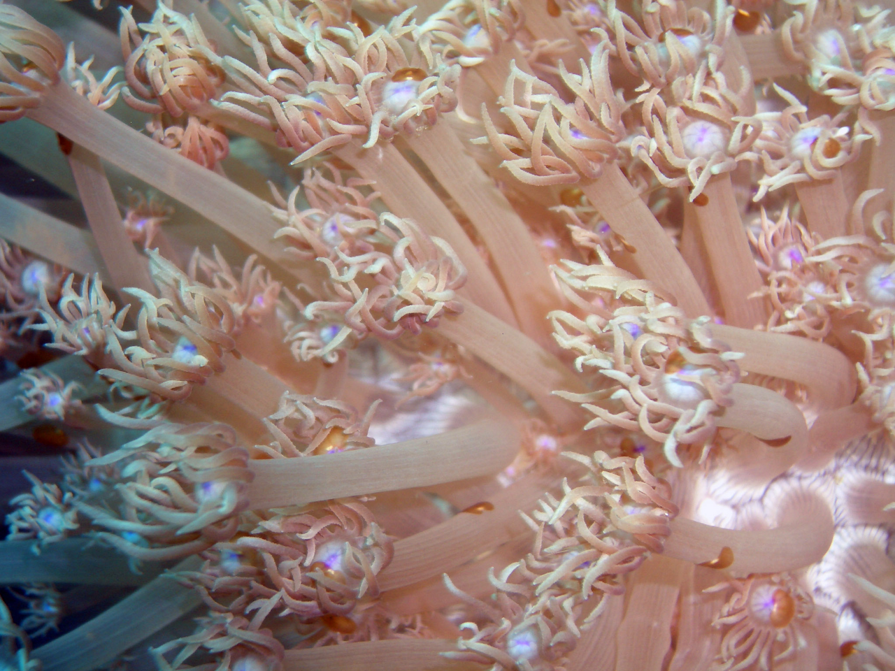 Goniopora